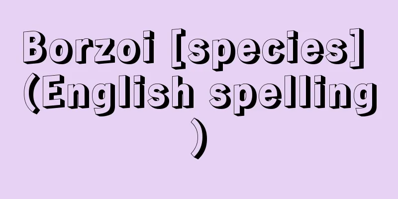 Borzoi [species] (English spelling)