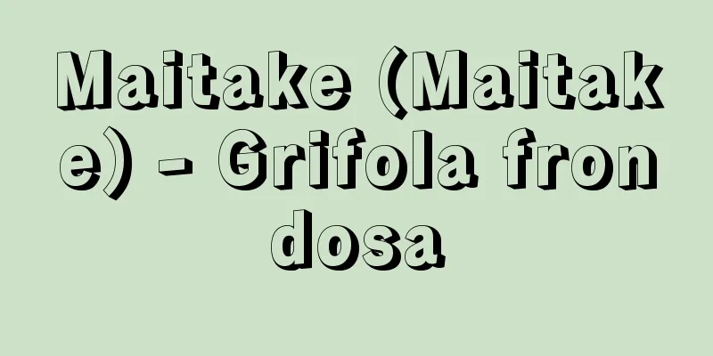 Maitake (Maitake) - Grifola frondosa