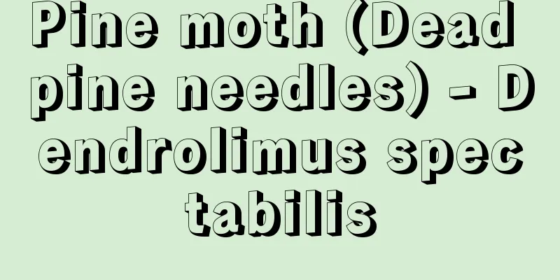 Pine moth (Dead pine needles) - Dendrolimus spectabilis