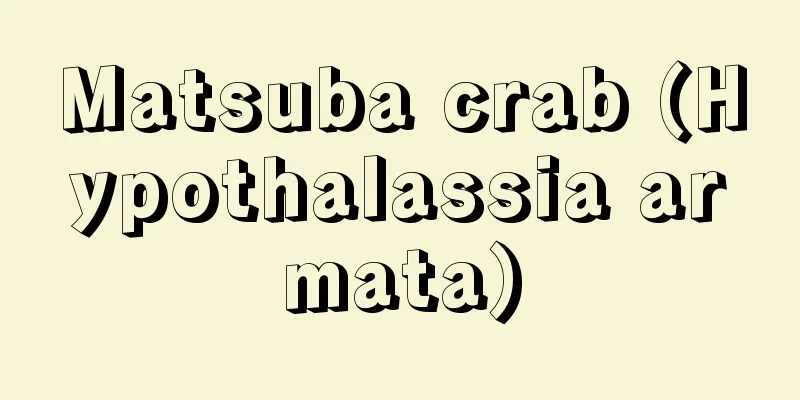 Matsuba crab (Hypothalassia armata)