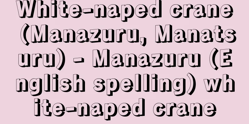 White-naped crane (Manazuru, Manatsuru) - Manazuru (English spelling) white-naped crane