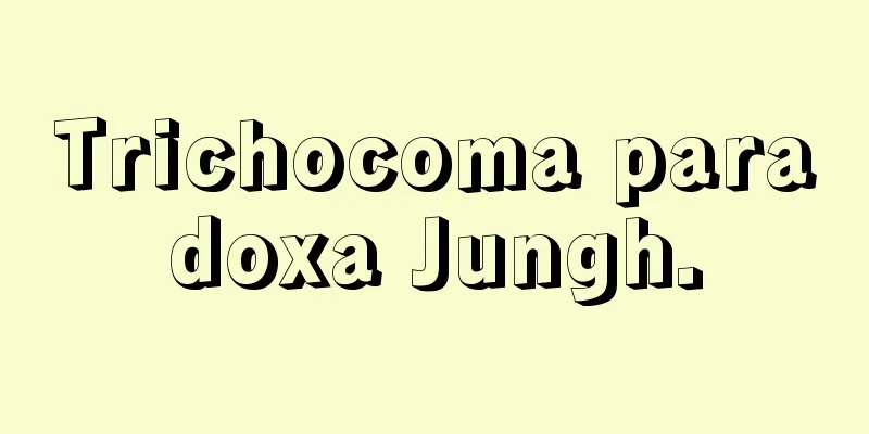 Trichocoma paradoxa Jungh.