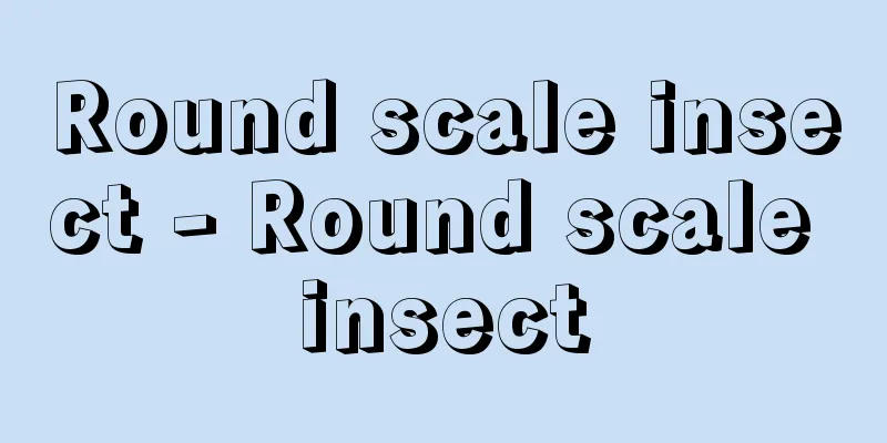 Round scale insect - Round scale insect