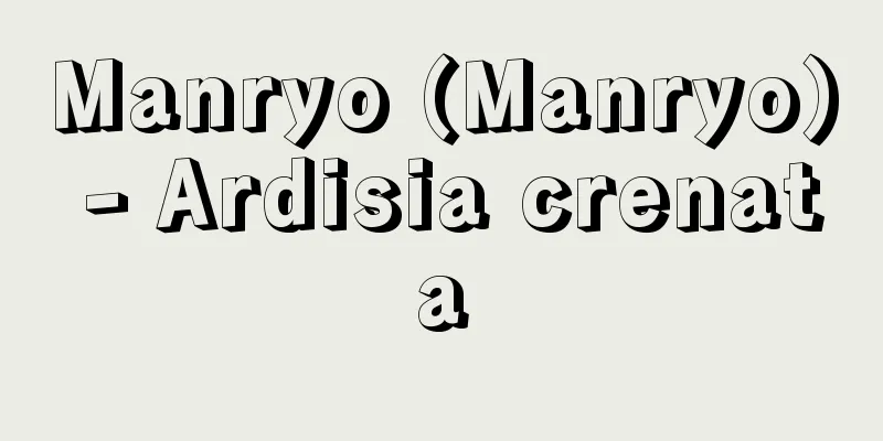 Manryo (Manryo) - Ardisia crenata