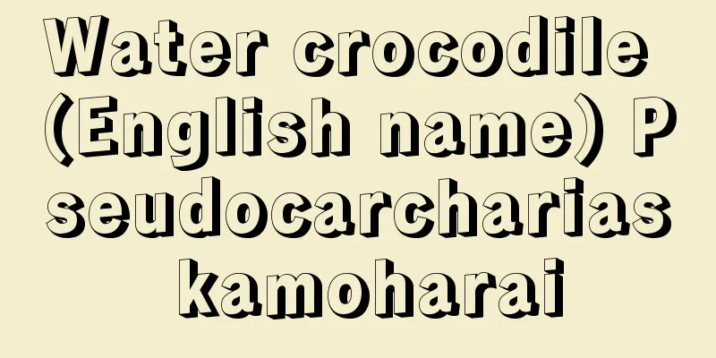 Water crocodile (English name) Pseudocarcharias kamoharai