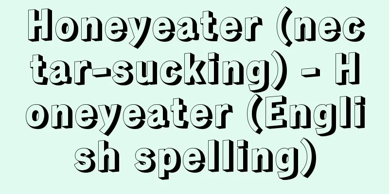 Honeyeater (nectar-sucking) - Honeyeater (English spelling)