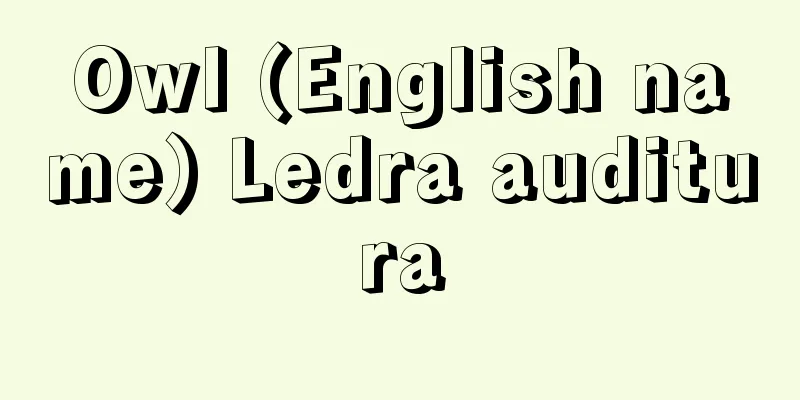 Owl (English name) Ledra auditura