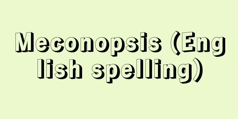 Meconopsis (English spelling)