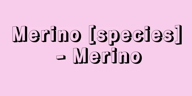 Merino [species] - Merino