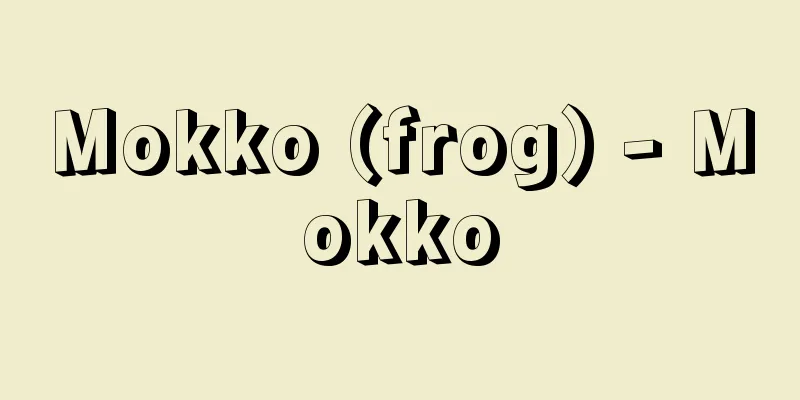 Mokko (frog) - Mokko