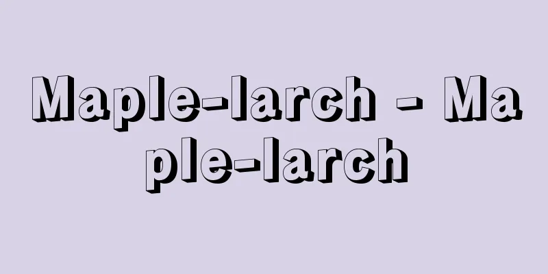 Maple-larch - Maple-larch