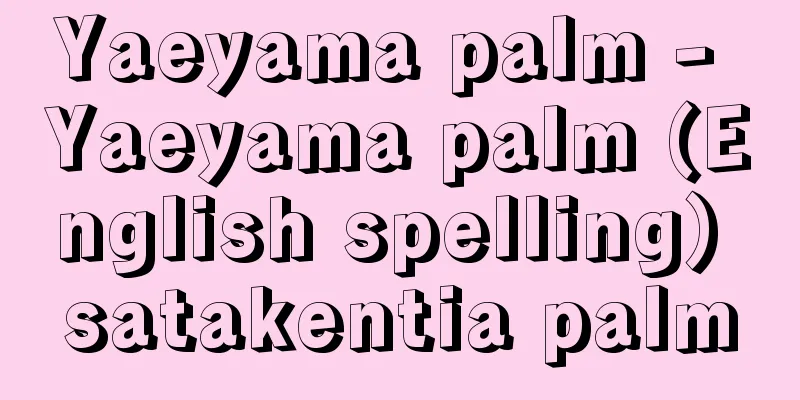 Yaeyama palm - Yaeyama palm (English spelling) satakentia palm