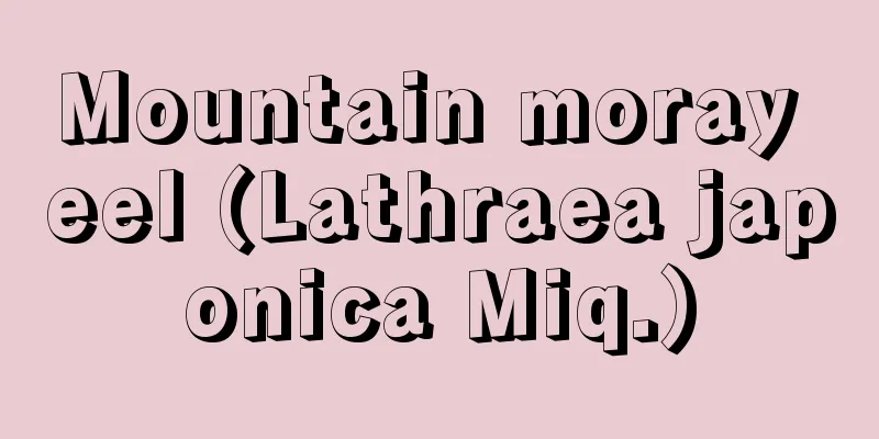 Mountain moray eel (Lathraea japonica Miq.)