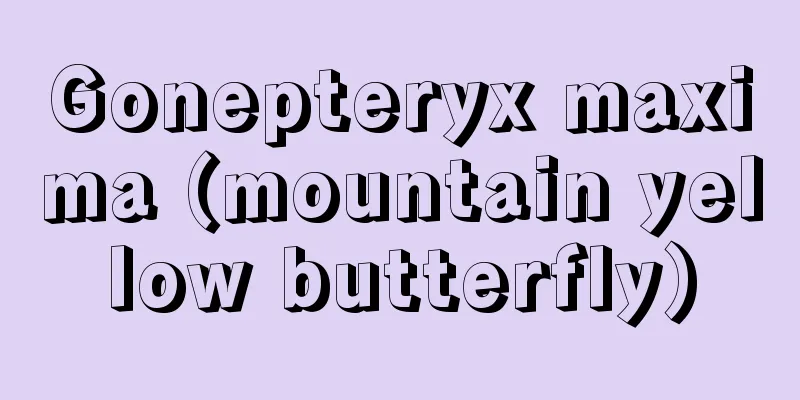 Gonepteryx maxima (mountain yellow butterfly)