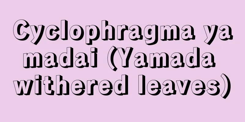 Cyclophragma yamadai (Yamada withered leaves)