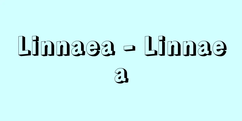 Linnaea - Linnaea