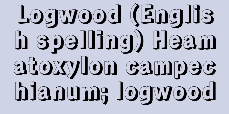 Logwood (English spelling) Heamatoxylon campechianum; logwood