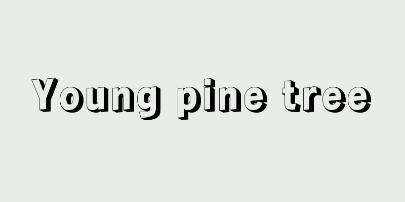 Young pine tree