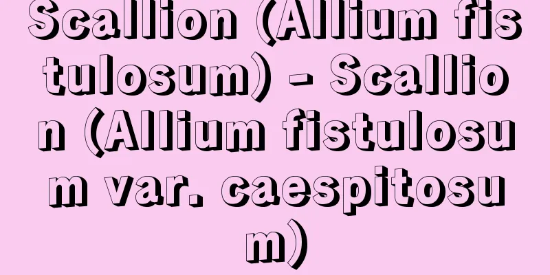 Scallion (Allium fistulosum) - Scallion (Allium fistulosum var. caespitosum)