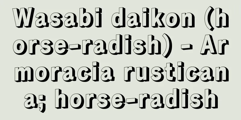 Wasabi daikon (horse-radish) - Armoracia rusticana; horse-radish