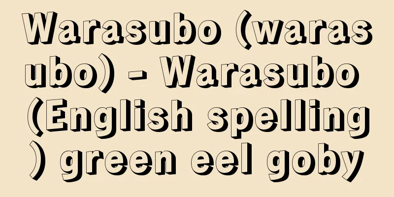 Warasubo (warasubo) - Warasubo (English spelling) green eel goby