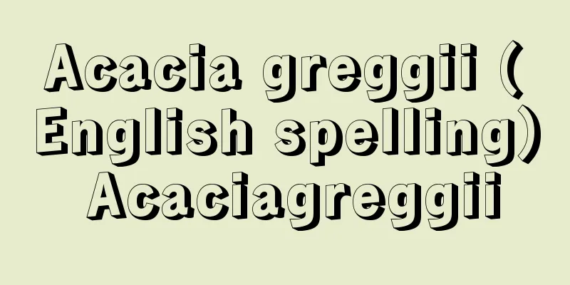 Acacia greggii (English spelling) Acaciagreggii