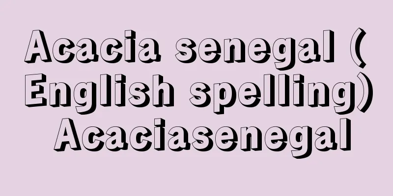 Acacia senegal (English spelling) Acaciasenegal