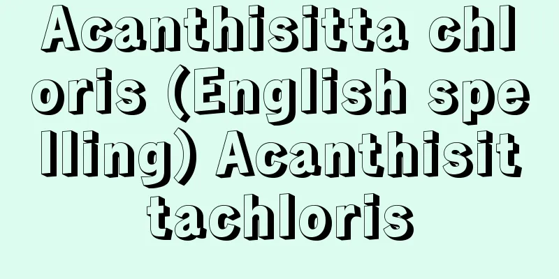 Acanthisitta chloris (English spelling) Acanthisittachloris