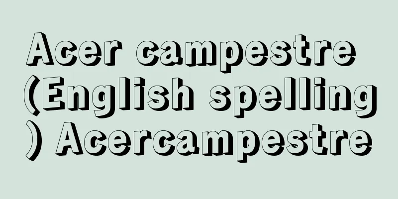 Acer campestre (English spelling) Acercampestre