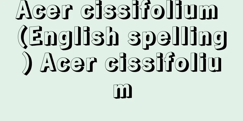 Acer cissifolium (English spelling) Acer cissifolium
