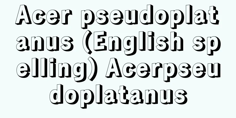 Acer pseudoplatanus (English spelling) Acerpseudoplatanus