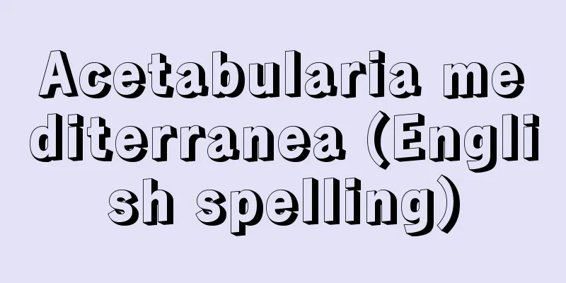 Acetabularia mediterranea (English spelling)