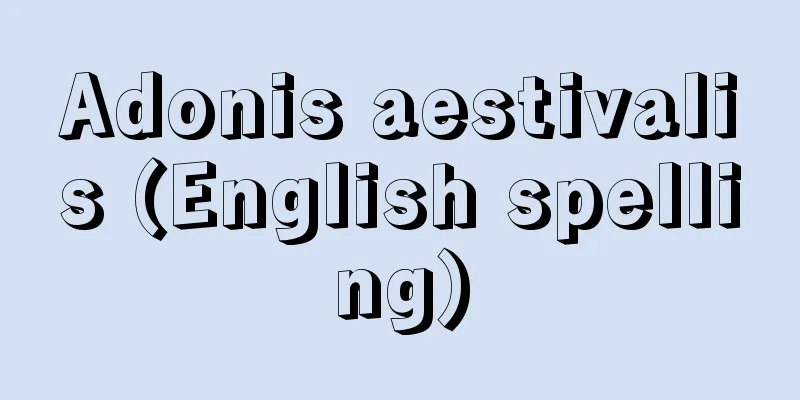 Adonis aestivalis (English spelling)