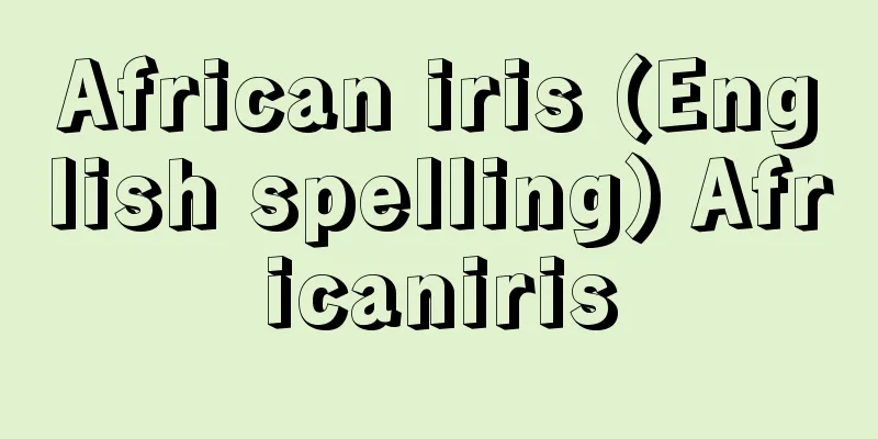 African iris (English spelling) Africaniris