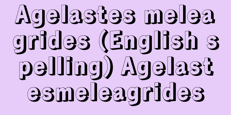 Agelastes meleagrides (English spelling) Agelastesmeleagrides