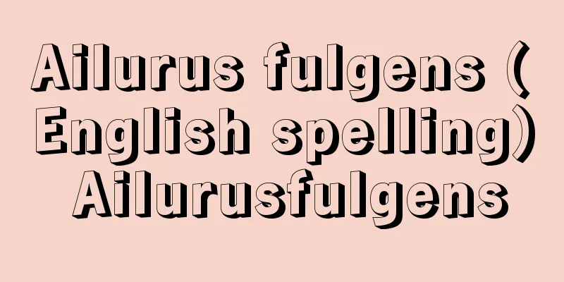 Ailurus fulgens (English spelling) Ailurusfulgens