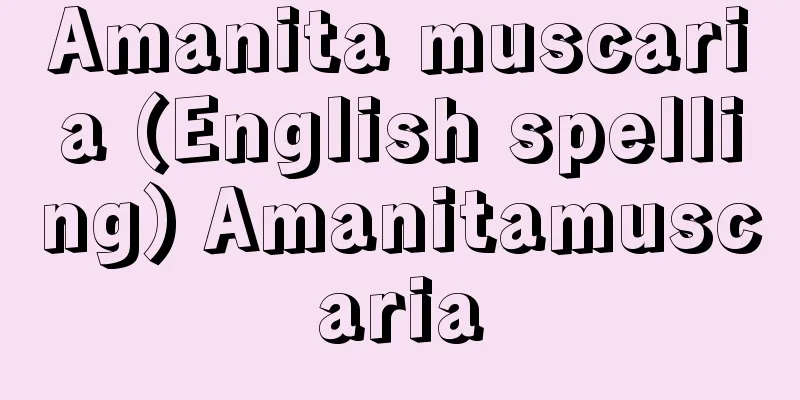 Amanita muscaria (English spelling) Amanitamuscaria