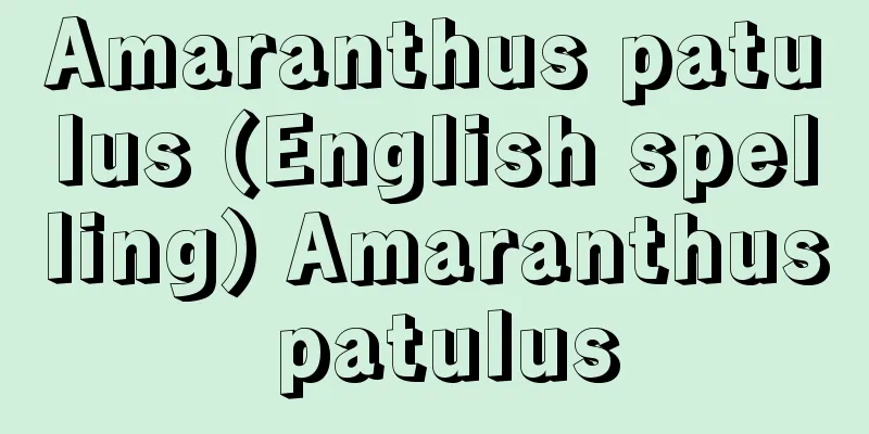 Amaranthus patulus (English spelling) Amaranthus patulus