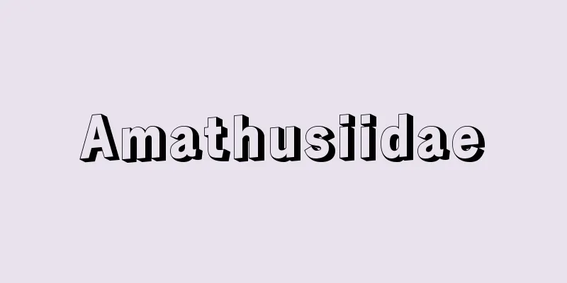 Amathusiidae