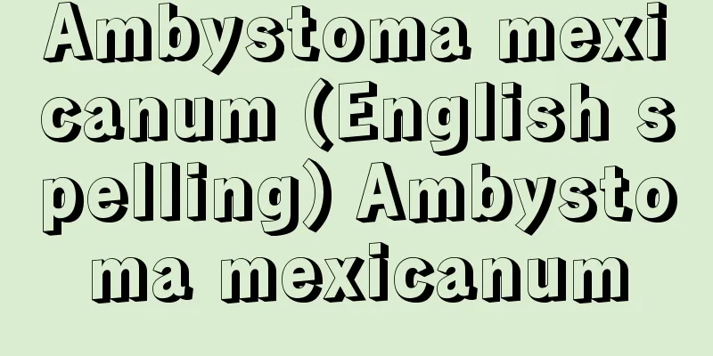 Ambystoma mexicanum (English spelling) Ambystoma mexicanum
