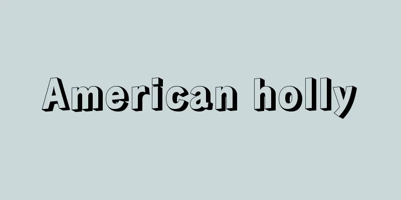 American holly