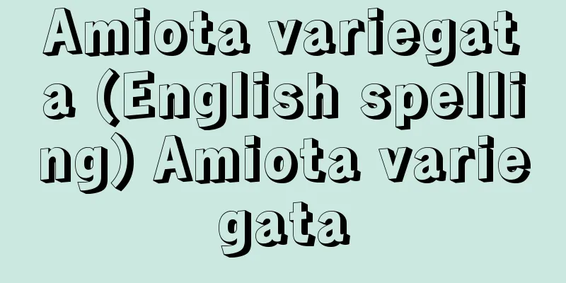 Amiota variegata (English spelling) Amiota variegata