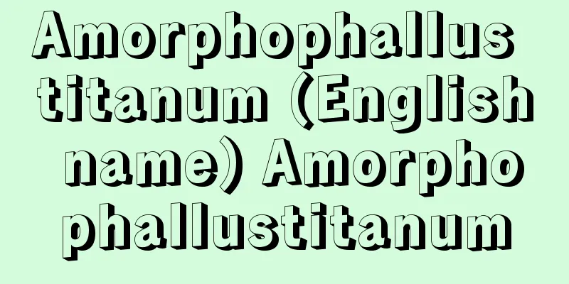 Amorphophallus titanum (English name) Amorphophallustitanum