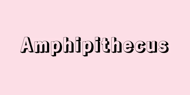 Amphipithecus