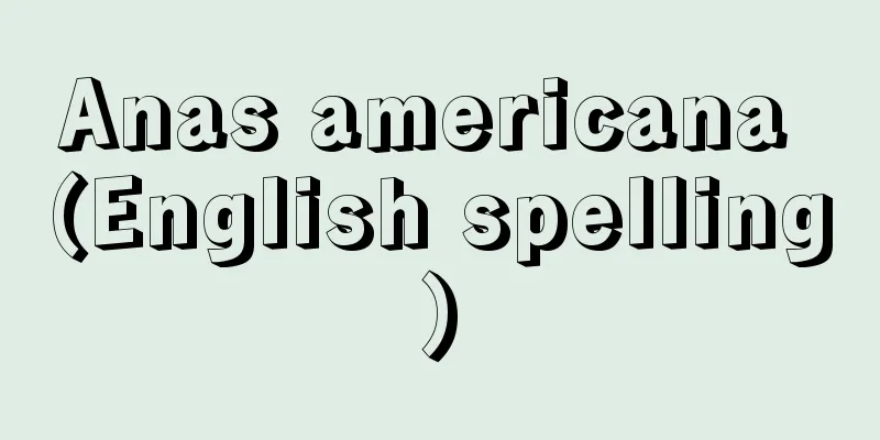 Anas americana (English spelling)