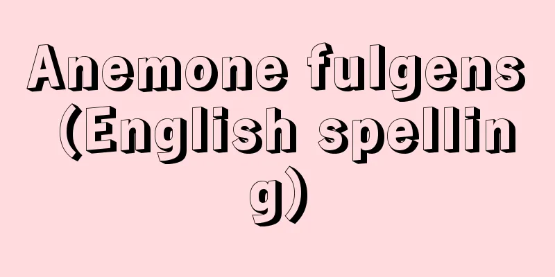 Anemone fulgens (English spelling)