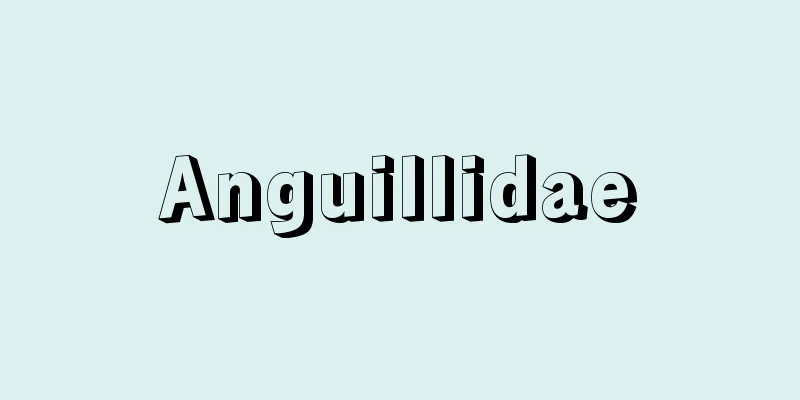 Anguillidae