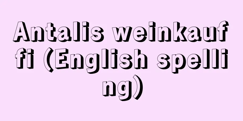Antalis weinkauffi (English spelling)