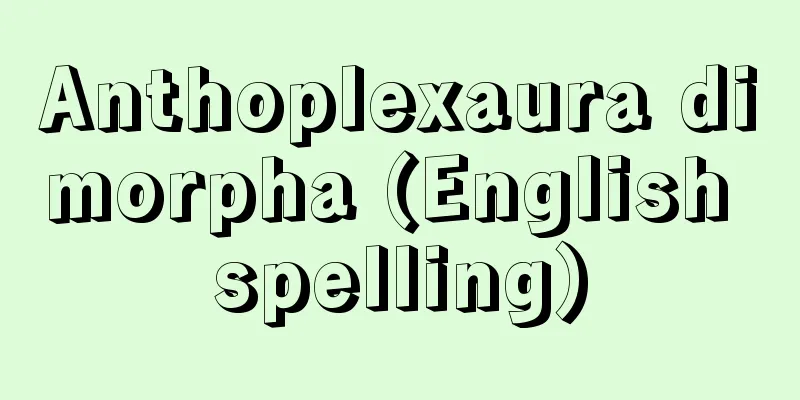 Anthoplexaura dimorpha (English spelling)