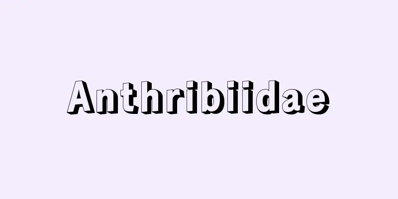 Anthribiidae